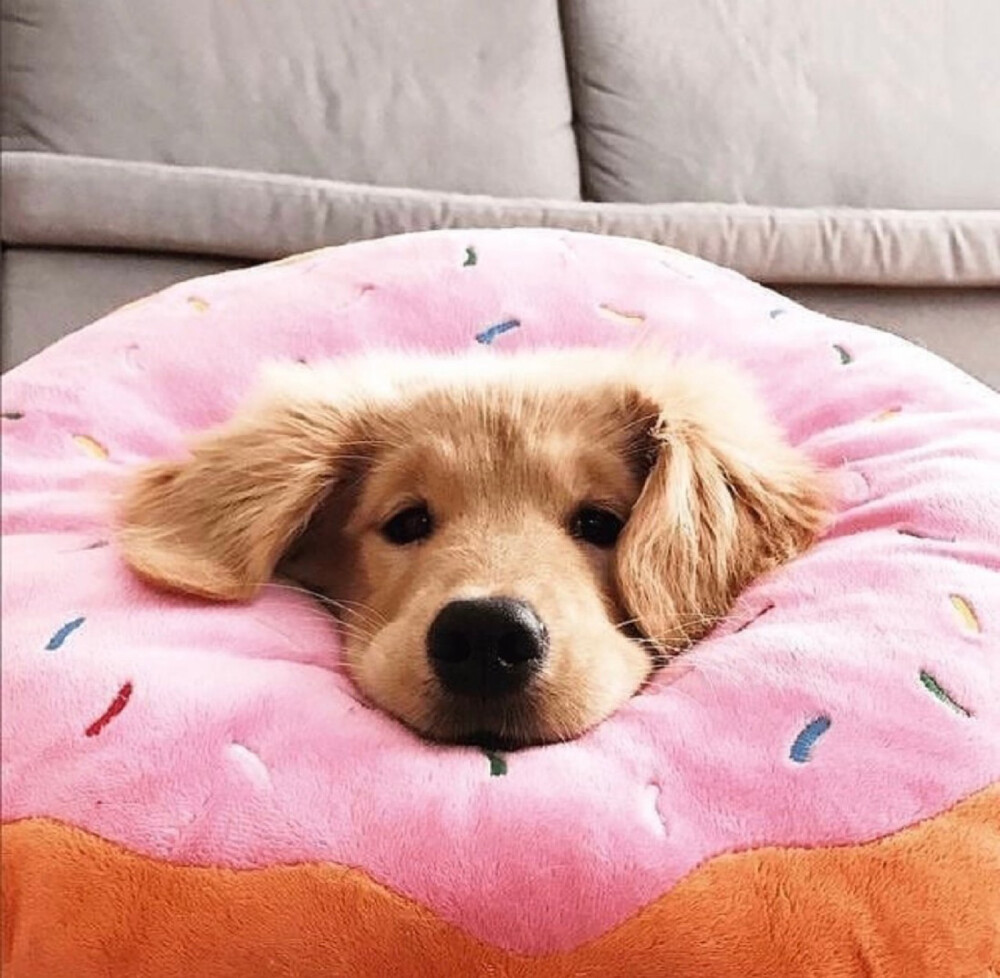 狗狗双甲脒中毒怎么办：紧急处理与预防指南